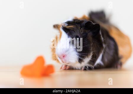 Meerschweinchen mit 3 Farben Mix - Blick auf Kamera und auf einem Stuhl mit einigen Karotte im Studio weiß Ton sitzen Stockfoto
