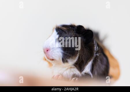 Meerschweinchen mit 3 Farben Mix - Blick auf Kamera und auf einem Stuhl sitzen im Studio weiß Ton Stockfoto