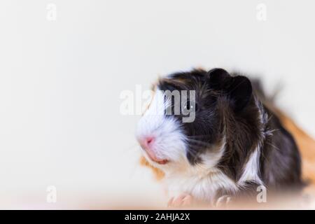 Meerschweinchen mit 3 Farben Mix - Blick auf Kamera und auf einem Stuhl sitzen im Studio weiß Ton Stockfoto