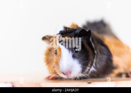 Meerschweinchen mit 3 Farben Mix - Blick auf Kamera und auf einem Stuhl sitzen im Studio weiß Ton Stockfoto