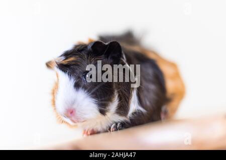 Meerschweinchen mit 3 Farben Mix - Blick auf Kamera und auf einem Stuhl sitzen im Studio weiß Ton Stockfoto