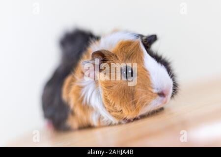 Meerschweinchen mit 3 Farben Mix - Blick auf Kamera und auf einem Stuhl sitzen im Studio weiß Ton Stockfoto