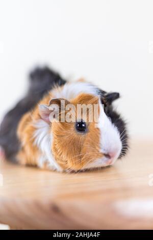 Meerschweinchen mit 3 Farben Mix - Blick auf Kamera und auf einem Stuhl im Studio weiß Ton sitzen, vertikal Stockfoto