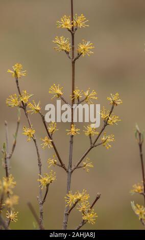 Carneol Kirsche, Cornus Mas in Blüte im Frühjahr; Velebit Gebirge, Kroatien. Stockfoto