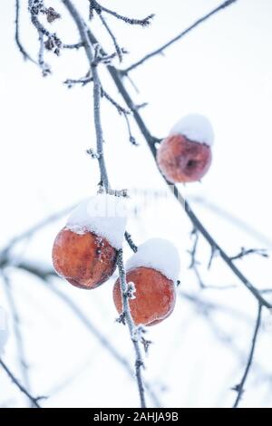 Baum Zweig mit Äpfeln durch Schnee in gefrorenen Garten bedeckt auf weißem Himmel Hintergrund. Gefrorenen roten Apfel in den Garten. Stockfoto