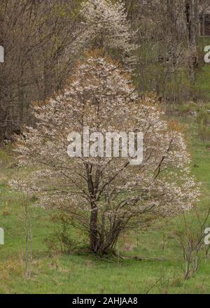 Wilde Kirsche, Prunus avium Baum in Blüte im Frühjahr. Stockfoto