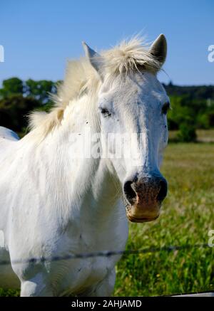 Kopf geschossen Portrait von Camargue Pferd (Equus ferus Caballus) im grünen Weide der Region Stockfoto