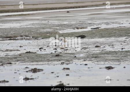 Brachvögel (Numenius arquata) Fütterung auf das Watt von Lindisfarne (Heilige Insel an der Küste von Northumberland. England, UK, GB. Stockfoto