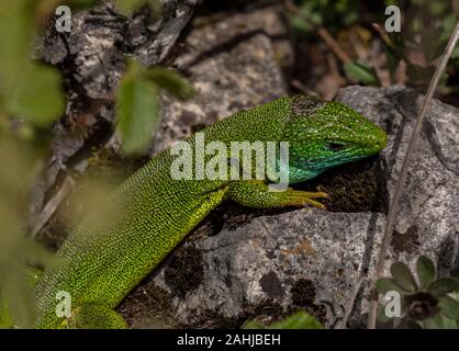 Eastern Green Lizard, Lacerta viridis, männlich im Scrub, Kroatien. Stockfoto