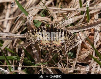 Southern festoon, lycaena Polyxena, Erwachsene auf Gras nieder, im Frühling. Velebit Gebirge, Kroatien. Stockfoto