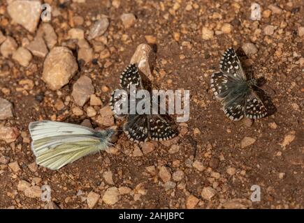 Schmetterlinge Schlamm - puddling; Rapsweißling und zwei Grizzled Skipper. Kroatien. Stockfoto