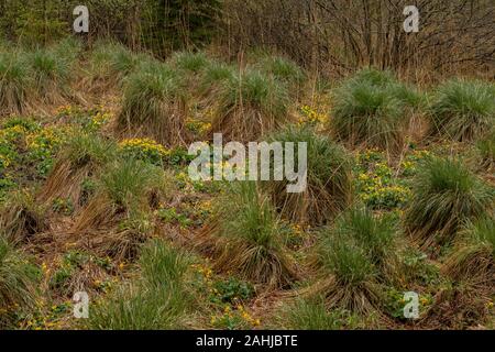 Tussock Seggen und Sumpf Ringelblumen in Tal fen, Nationalpark Plitvice, Kroatien. Stockfoto