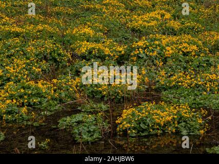 Marsh Ringelblumen, Caltha palustris im Tal fen, Nationalpark Plitvice, Kroatien. Stockfoto