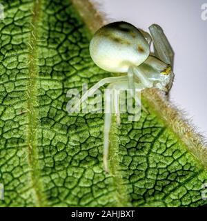 Makro Bild eines crab Spider auf der Unterseite eines Blattes Stockfoto