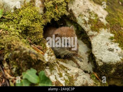 Bank vole, Myodes glareolus, aktiv im Frühjahr in Buche Wald. Stockfoto