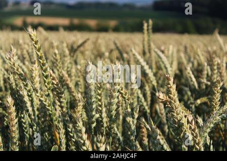 Weizenfeld im Sommer Sonne in Österreich Stockfoto