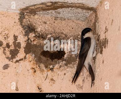 Common house Martin, Delichon urbicum, das Nest noch im Aufbau - im Frühjahr. Stockfoto