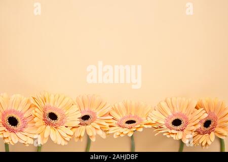 Pastell Orange Gerbera daisy flowers auf orange Hintergrund mit Kopie Raum, Ansicht von oben Stockfoto