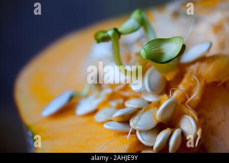 Kürbis Samen keimen und faserigen Strähnen innerhalb schneiden Kürbis. Close-up Stockfoto