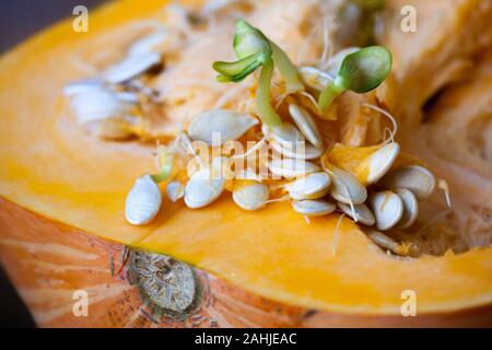 Kürbis Samen keimen und faserigen Strähnen innerhalb schneiden Kürbis. Close-up Stockfoto