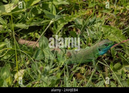 Eastern Green Lizard, Lacerta viridis, männlich im Grünland, Kroatien. Stockfoto