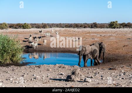 Afrikanische Elefanten, Zebras und Antilopen treffen in der Nähe von einem Wasserloch im Etosha National Park, Namibia. Stockfoto