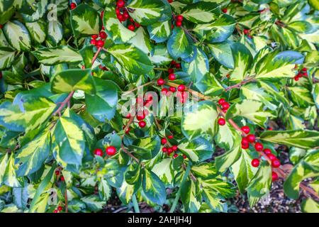 Grün und Gelb Evergreen bunte Stechpalme (Ilex) Blätter mit roten Beeren, im Winter in einem Garten in Surrey, Südosten, England, Grossbritannien Stockfoto