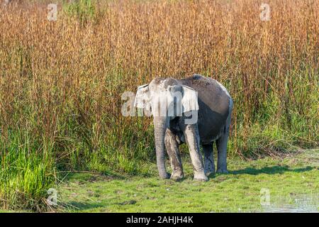 Schwangere Indischer Elefant (Elephas maximus indicus) durch lange Gras an den Rand des Wassers, Kaziranga National Park, Assam, Nordosten von Indien Stockfoto