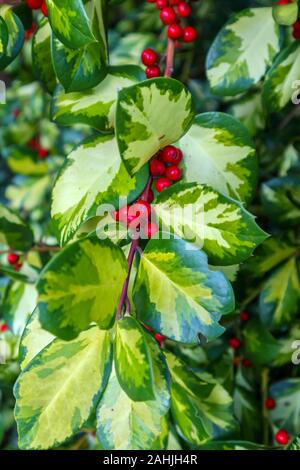 Grün und Gelb Evergreen bunte Stechpalme (Ilex) Blätter mit roten Beeren, im Winter in einem Garten in Surrey, Südosten, England, Grossbritannien Stockfoto