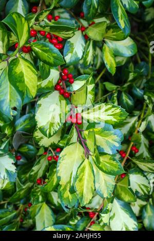 Grün und Gelb Evergreen bunte Stechpalme (Ilex) Blätter mit roten Beeren, im Winter in einem Garten in Surrey, Südosten, England, Grossbritannien Stockfoto