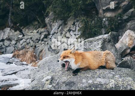 Wild Red fox Schlaf- und Gähnen auf dem Felsen in Hohe Tatra, Slowakei. Schnee und Winter. Stockfoto
