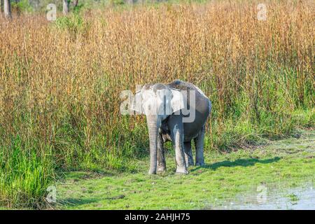 Schwangere Indischer Elefant (Elephas maximus indicus) durch lange Gras an den Rand des Wassers, Kaziranga National Park, Assam, Nordosten von Indien Stockfoto