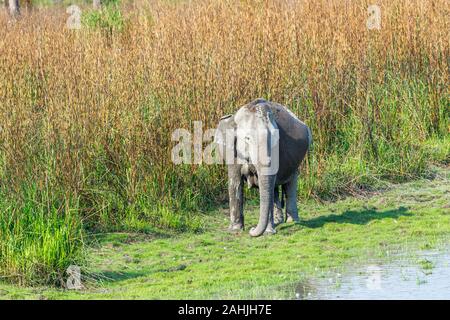 Schwangere Indischer Elefant (Elephas maximus indicus) durch lange Gras an den Rand des Wassers, Kaziranga National Park, Assam, Nordosten von Indien Stockfoto