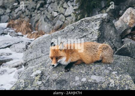 Wild Red Fox schlafen auf dem Felsen in Hohe Tatra, Slowakei. Schnee und Winter. Stockfoto