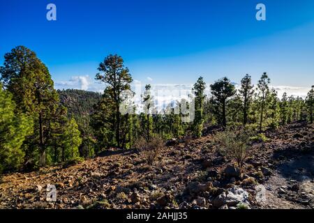 Spanien, Teneriffa, weiten Blick über vulkanischer Lava Natur Landschaft der Insel, umgeben von grünen Nadelbäumen über den Wolken in den Bergen Stockfoto