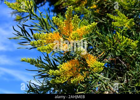 Australien, Nuytsia floribunda aka Western Australian Christmas Tree Stockfoto