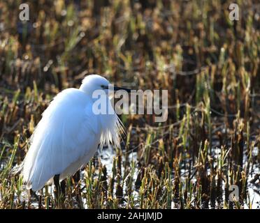 Seidenreiher Jagd im Schilf Stockfoto