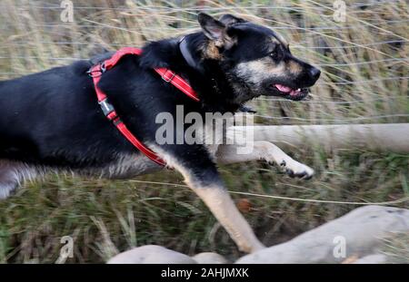 Junger Hund trägt eine rote Kabelbaum läuft mit Gräsern und Zaun im Hintergrund Stockfoto