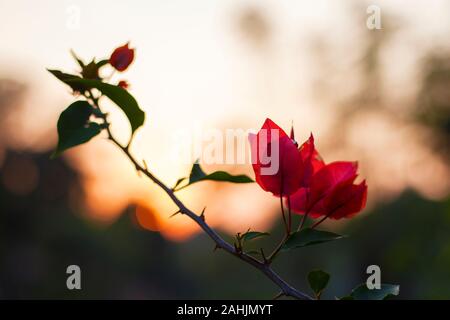 Schöne Bougainvillea Blüten mit verträumten Hintergrund. Stockfoto