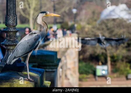 Serpentine, Hyde Park, London, UK. 30. Dezember 2019. Ein Graureiher beobachtet von Touristen steht sentinal, wie ein anderer kommt zu landen, auf der Brücke über die Serpentine im Hyde Park, London Credit: Guy Bell/Alamy leben Nachrichten Stockfoto