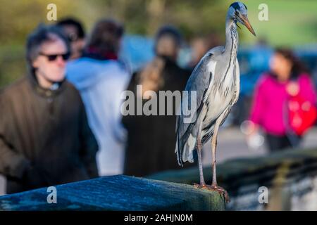 Serpentine, Hyde Park, London, UK. 30. Dezember 2019. Ein Graureiher von Touristen steht beobachtete sentinal auf der Brücke über die Serpentine im Hyde Park, London Credit: Guy Bell/Alamy leben Nachrichten Stockfoto