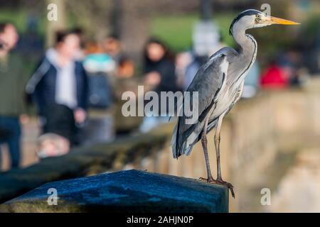 Serpentine, Hyde Park, London, UK. 30. Dezember 2019. Ein Graureiher von Touristen steht beobachtete sentinal auf der Brücke über die Serpentine im Hyde Park, London Credit: Guy Bell/Alamy leben Nachrichten Stockfoto