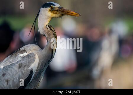 Serpentine, Hyde Park, London, UK. 30. Dezember 2019. Ein Graureiher von Touristen steht beobachtete sentinal auf der Brücke über die Serpentine im Hyde Park, London Credit: Guy Bell/Alamy leben Nachrichten Stockfoto