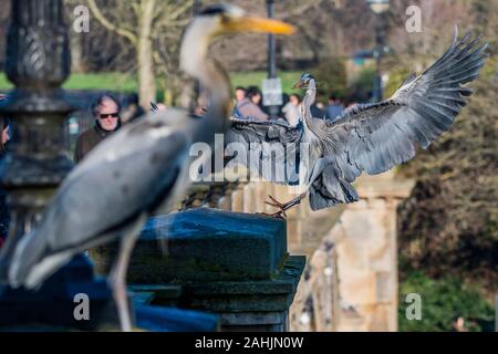 Serpentine, Hyde Park, London, UK. 30. Dezember 2019. Ein Graureiher beobachtet von Touristen steht sentinal, wie ein anderer kommt zu landen, auf der Brücke über die Serpentine im Hyde Park, London Credit: Guy Bell/Alamy leben Nachrichten Stockfoto