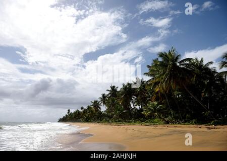 Sandy tropischen Strand und Kokospalmen, Puerto Rico Stockfoto