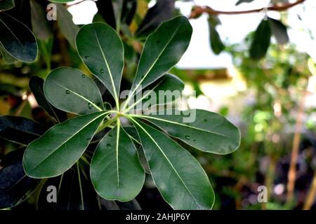 Laurus nobilis Lorbeerbaum grüne Blätter auf Tageslicht schießen Stockfoto