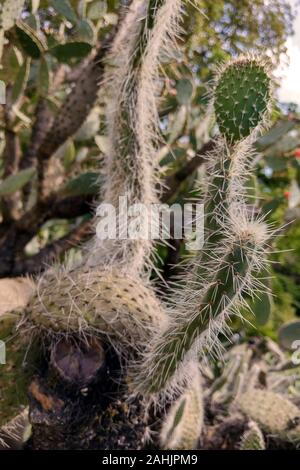 Cactus Cluster. bekannte Arten von Kakteen Stockfoto