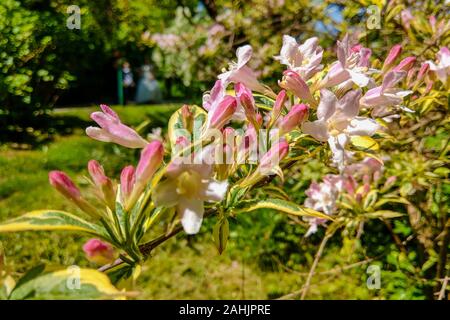 Blumen der Kirschblüten an einem Frühlingstag Stockfoto