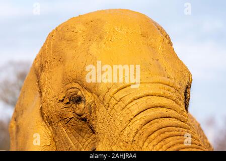 Muddy afrikanischen Elefanten in Colchester Zoo, Essex, UK. Loxodonta Africana. Captive animal Ausstellung im Elefanten Königreich. Nahaufnahme der faltigen Stirn Stockfoto