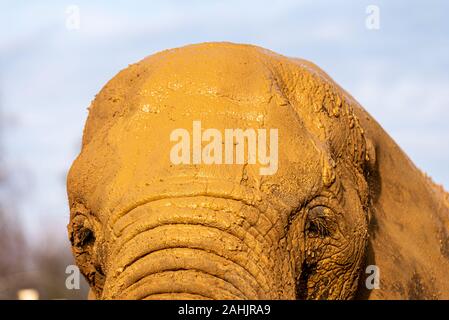 Muddy afrikanischen Elefanten in Colchester Zoo, Essex, UK. Loxodonta Africana. Captive animal Ausstellung im Elefanten Königreich. Nahaufnahme der faltigen Stirn Stockfoto